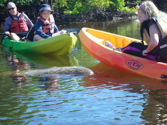 tours on fort myers beach-photo of kayak tour with manatee-fort myers beach life