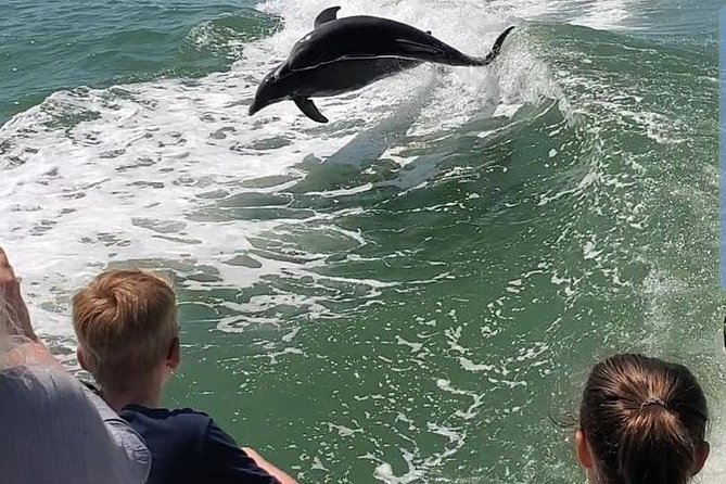 dolphin tours-eco tours-fort myers beach life