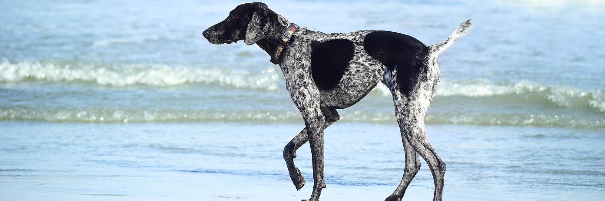 We-Love-Pets-Fort-Myers-Beach-Life